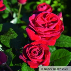 Beetrose 'Kompass'®, Rot, Topf 6 Liter 16 Beetrose 'Kompass'®, Rot, Topf 6 Liter -Gartenbedarf Geschäft 0460200855 Kompass Premium Beetrose rot Bluetenzauber1 76518