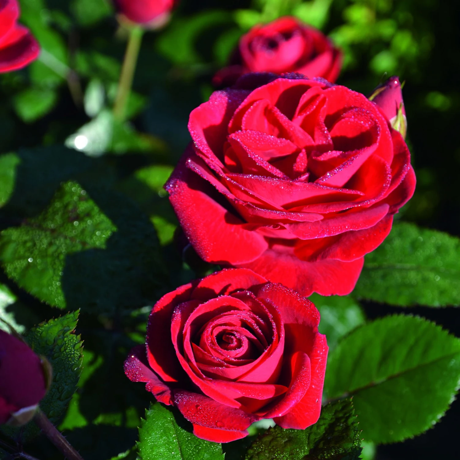 Beetrose 'Kompass'®, Rot, Topf 6 Liter 7 Beetrose 'Kompass'®, Rot, Topf 6 Liter – Bild 5