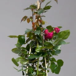 Beetrose 'Kompass'®, Rot, Topf 6 Liter 15 Beetrose 'Kompass'®, Rot, Topf 6 Liter -Gartenbedarf Geschäft 0460200855 beetrose kompass 1 124089