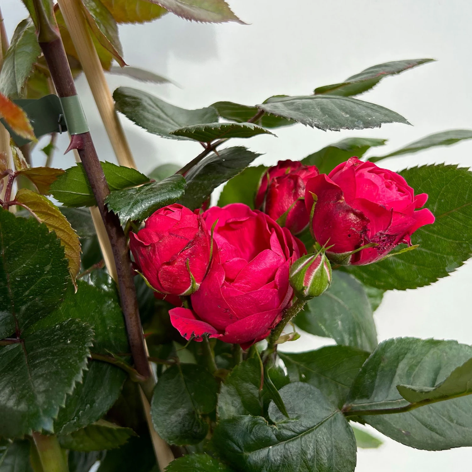 Beetrose 'Kompass'®, Rot, Topf 6 Liter 4 Beetrose 'Kompass'®, Rot, Topf 6 Liter – Bild 2