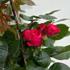 Beetrose 'Kompass'®, Rot, Topf 6 Liter 19 Beetrose 'Kompass'®, Rot, Topf 6 Liter -Gartenbedarf Geschäft 0460200855 beetrose kompass 6 123895