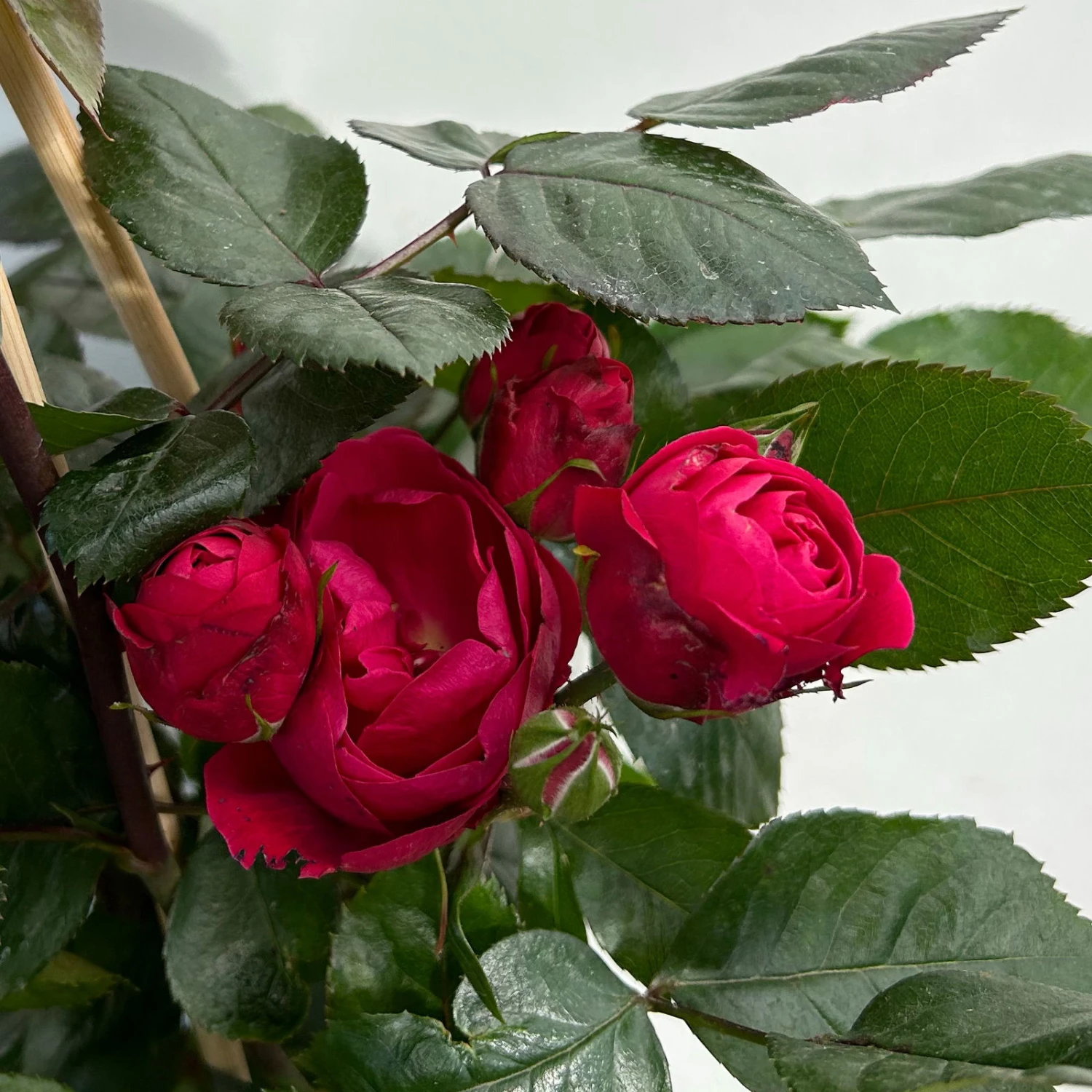 Beetrose 'Kompass'®, Rot, Topf 6 Liter 8 Beetrose 'Kompass'®, Rot, Topf 6 Liter – Bild 6