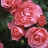 Kletterrose 'Rosanna®', Lachsrosa, Topf 6 Liter -Gartenbedarf Geschäft 0460600348 Koelles Beste Rosanna Premium Kletterrose 6 lachsrosa RGB 6907