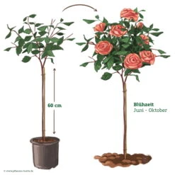 Stammrose 'Käthchen Von Heilbronn'®, Edelrose, Stammhöhe 60cm Im 7,5 Liter Topf 16 Stammrose 'Käthchen Von Heilbronn'®, Edelrose, Stammhöhe 60cm Im 7,5 Liter Topf -Gartenbedarf Geschäft 046080 Rosenstamm apricot rosa 122132
