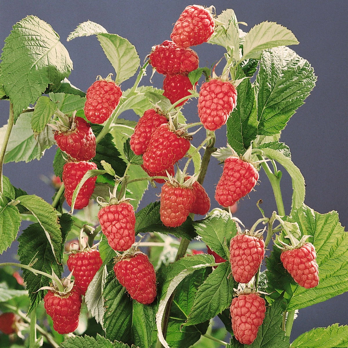 Sommerhimbeere 'Schönemann', 10er-Set, Topf 2 Liter 3 Sommerhimbeere 'Schönemann', 10er-Set, Topf 2 Liter