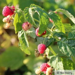 Zwerg-Himbeere Summer Lovers® 'Patio Red', 5 L Topf -Gartenbedarf Geschäft 0480900167 Summer Lovers Patio Red Sommerhimbeere 1 neu 91947