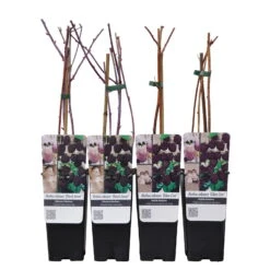 Himbeer-Set 'Dunkle Früchtchen', 4er-Set, Topf Je 2 Liter 11 Himbeer-Set 'Dunkle Früchtchen', 4er-Set, Topf Je 2 Liter -Gartenbedarf Geschäft 0480900197 Himbeeren Set Dunkle Fruechtchen 4er Set Co 2 lt WEB 3 89616