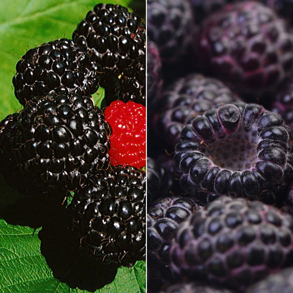 Himbeer-Set 'Dunkle Früchtchen', 4er-Set, Topf Je 2 Liter 3 Himbeer-Set 'Dunkle Früchtchen', 4er-Set, Topf Je 2 Liter