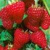 Herbsthimbeeren 'Zefa 3', 4er-Set, Topf Je 2 Liter 2 Herbsthimbeeren 'Zefa 3', 4er-Set, Topf Je 2 Liter -Gartenbedarf Geschäft 0480900201 Herbsthimbeere Zefa 3 4er Set1 76446