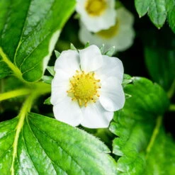 6er-Set Erdbeere Hummi® 'Gento', Je Im 9 Cm Topf -Gartenbedarf Geschäft 048091 fragaria x ananassa erdbeerpflanze weisse bluete 124923