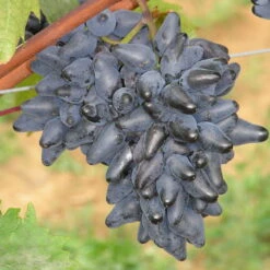 Tafeltraube 'Philipp®' -Gartenbedarf Geschäft 0480930164 Koelles Beste Tafeltraube Phillip blau dattelfoermig RGB 2 6994