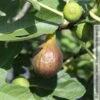 Feige 'Bornholm', Busch, Topf 5 Liter -Gartenbedarf Geschäft 0480940140 Ficus Bornholm Bornholms Diamant Feige Busch 105180