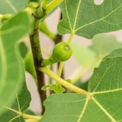 Feige 'Firoma'®, 2er-Set, Höhe 40-60 Cm, Topf 5 Liter -Gartenbedarf Geschäft 0480940150 Ficus carica Firoma 2er Set 1 99282