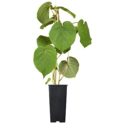 Männliche Kiwi 'Atlas', Topf-Ø 15 Cm, 2er-Set 9 Männliche Kiwi 'Atlas', Topf-Ø 15 Cm, 2er-Set -Gartenbedarf Geschäft 0480960140 0480960141 0480960142 Golden Kiwi Altas 87663 1