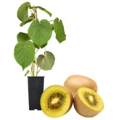 Gelbfruchtige Kiwi 'Golden Kiwi', 2er-Set, Topf 15 Cm Ø 11 Gelbfruchtige Kiwi 'Golden Kiwi', 2er-Set, Topf 15 Cm Ø -Gartenbedarf Geschäft 0480960140 Golden Kiwi Set inkl Befruchtersorte neu 88604