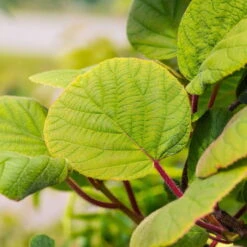 Grünfruchtige Kiwi 'Hayward', 2er-Set, Topf 15 Cm Ø -Gartenbedarf Geschäft 0480960141 0480960142 Hayward 87665