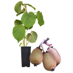 Grünfruchtige Kiwi 'Hayward', 2er-Set, Topf 15 Cm Ø -Gartenbedarf Geschäft 0480960141 Kiwi Hayward Set inkl Befruchtersorte neu 88605