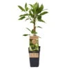 Weibliche Minikiwi 'Geneva', 2er-Set, Topf 15 Cm Ø 1 Weibliche Minikiwi 'Geneva', 2er-Set, Topf 15 Cm Ø -Gartenbedarf Geschäft 0480960152 Actinidia arguta Geneva 2er Set Kiwi weibl 030040 15er Topf WEB 98300