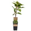 Männliche Kiwi 'Atlas', Topf-Ø 15 Cm, 2er-Set -Gartenbedarf Geschäft 0480960156 Actinidia chin Atlas 2er Set Kiwi maennl 030040 15er Topf WEB 98304