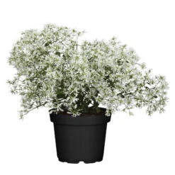 Silberregen Und Zauberschnee™ Silbrig& Weiß, Topf-Ø 12 Cm, 6er-Set -Gartenbedarf Geschäft 0610103455 Euphorbia T12 gefuellt Diamond Snow Set 3Stueck1 74336