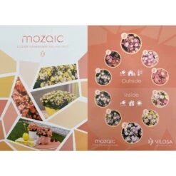 Kalanchoe 'Mozaic', Wechselfarbig, Topf-Ø 12 Cm, Höhe Ca. 22 Cm, 6er-Set 15 Kalanchoe 'Mozaic', Wechselfarbig, Topf-Ø 12 Cm, Höhe Ca. 22 Cm, 6er-Set -Gartenbedarf Geschäft 0610103650 Outdoor Kalanchoe Mozaic wechselfarbig 6er Set 12 113797