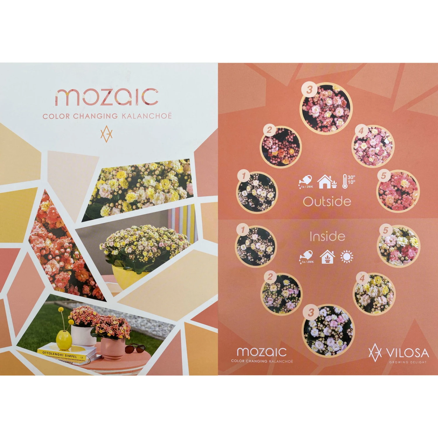 Kalanchoe 'Mozaic', Wechselfarbig, Topf-Ø 12 Cm, Höhe Ca. 22 Cm, 6er-Set 8 Kalanchoe 'Mozaic', Wechselfarbig, Topf-Ø 12 Cm, Höhe Ca. 22 Cm, 6er-Set – Bild 6