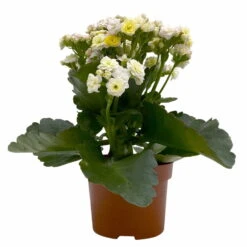 Kalanchoe 'Mozaic', Wechselfarbig, Topf-Ø 12 Cm, Höhe Ca. 22 Cm, 6er-Set 12 Kalanchoe 'Mozaic', Wechselfarbig, Topf-Ø 12 Cm, Höhe Ca. 22 Cm, 6er-Set -Gartenbedarf Geschäft 0610103650 Outdoor Kalanchoe Mozaic wechselfarbig 6er Set 2 113821