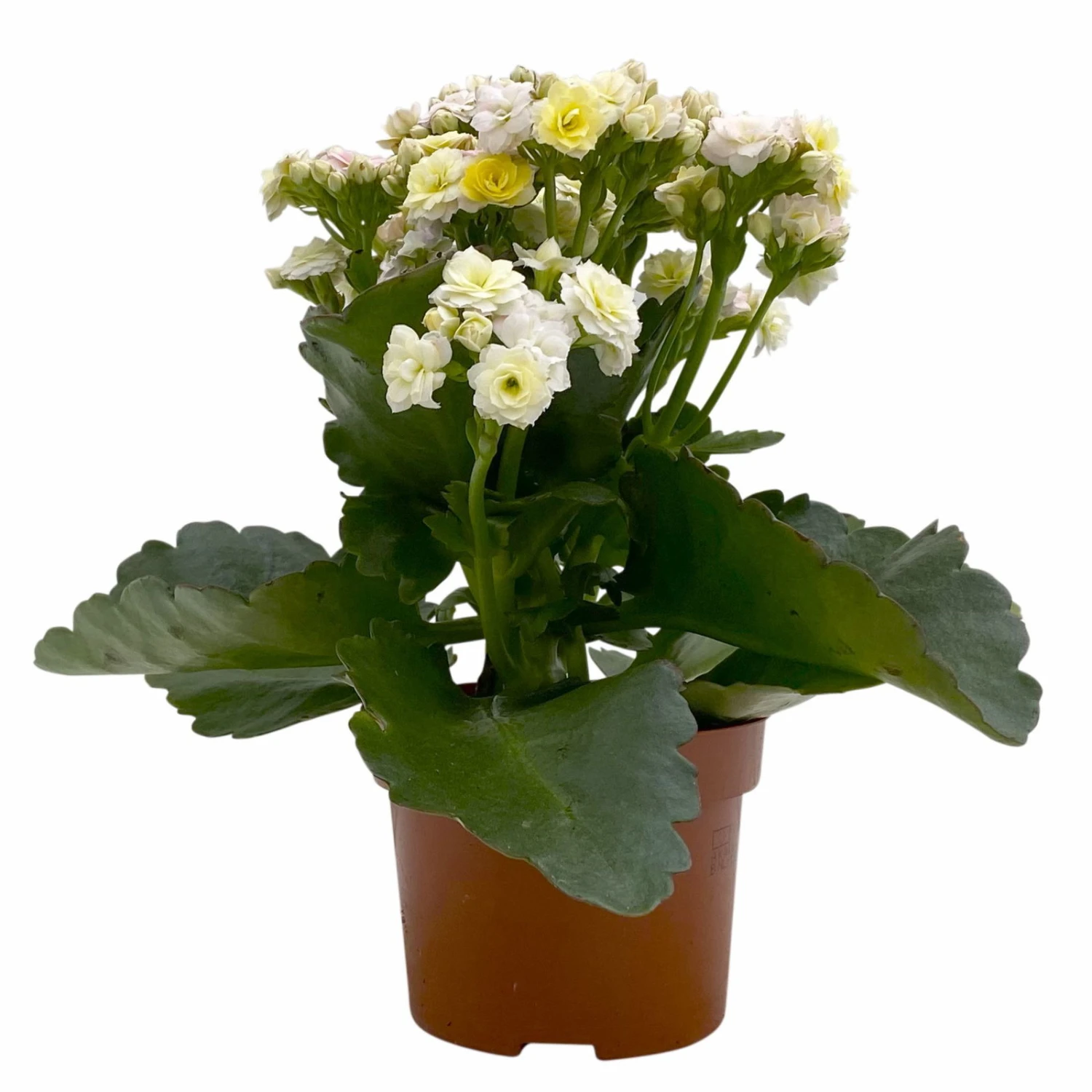Kalanchoe 'Mozaic', Wechselfarbig, Topf-Ø 12 Cm, Höhe Ca. 22 Cm, 6er-Set 5 Kalanchoe 'Mozaic', Wechselfarbig, Topf-Ø 12 Cm, Höhe Ca. 22 Cm, 6er-Set – Bild 3