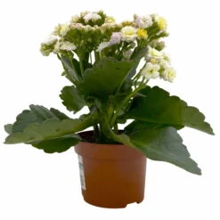Kalanchoe 'Mozaic', Wechselfarbig, Topf-Ø 12 Cm, Höhe Ca. 22 Cm, 6er-Set 13 Kalanchoe 'Mozaic', Wechselfarbig, Topf-Ø 12 Cm, Höhe Ca. 22 Cm, 6er-Set -Gartenbedarf Geschäft 0610103650 Outdoor Kalanchoe Mozaic wechselfarbig 6er Set 3 113822