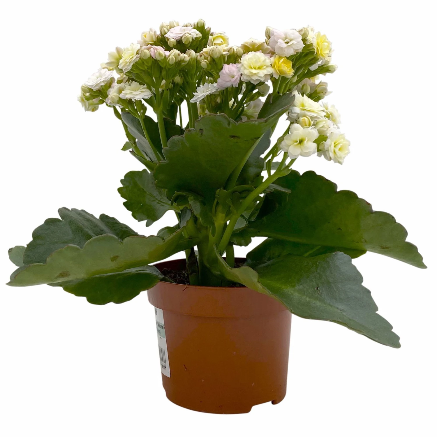 Kalanchoe 'Mozaic', Wechselfarbig, Topf-Ø 12 Cm, Höhe Ca. 22 Cm, 6er-Set 6 Kalanchoe 'Mozaic', Wechselfarbig, Topf-Ø 12 Cm, Höhe Ca. 22 Cm, 6er-Set – Bild 4
