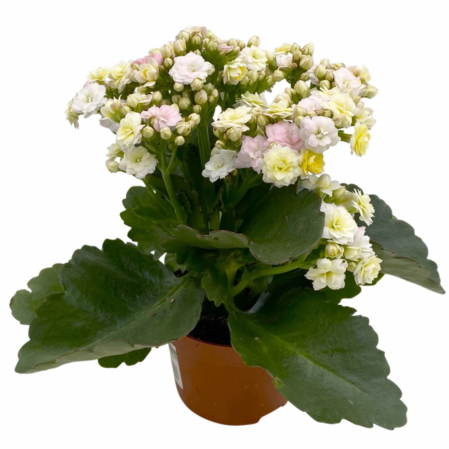 Kalanchoe 'Mozaic', Wechselfarbig, Topf-Ø 12 Cm, Höhe Ca. 22 Cm, 6er-Set 4 Kalanchoe 'Mozaic', Wechselfarbig, Topf-Ø 12 Cm, Höhe Ca. 22 Cm, 6er-Set – Bild 2