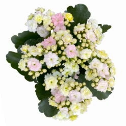 Kalanchoe 'Mozaic', Wechselfarbig, Topf-Ø 12 Cm, Höhe Ca. 22 Cm, 6er-Set 14 Kalanchoe 'Mozaic', Wechselfarbig, Topf-Ø 12 Cm, Höhe Ca. 22 Cm, 6er-Set -Gartenbedarf Geschäft 0610103650 Outdoor Kalanchoe Mozaic wechselfarbig 6er Set 8 113824