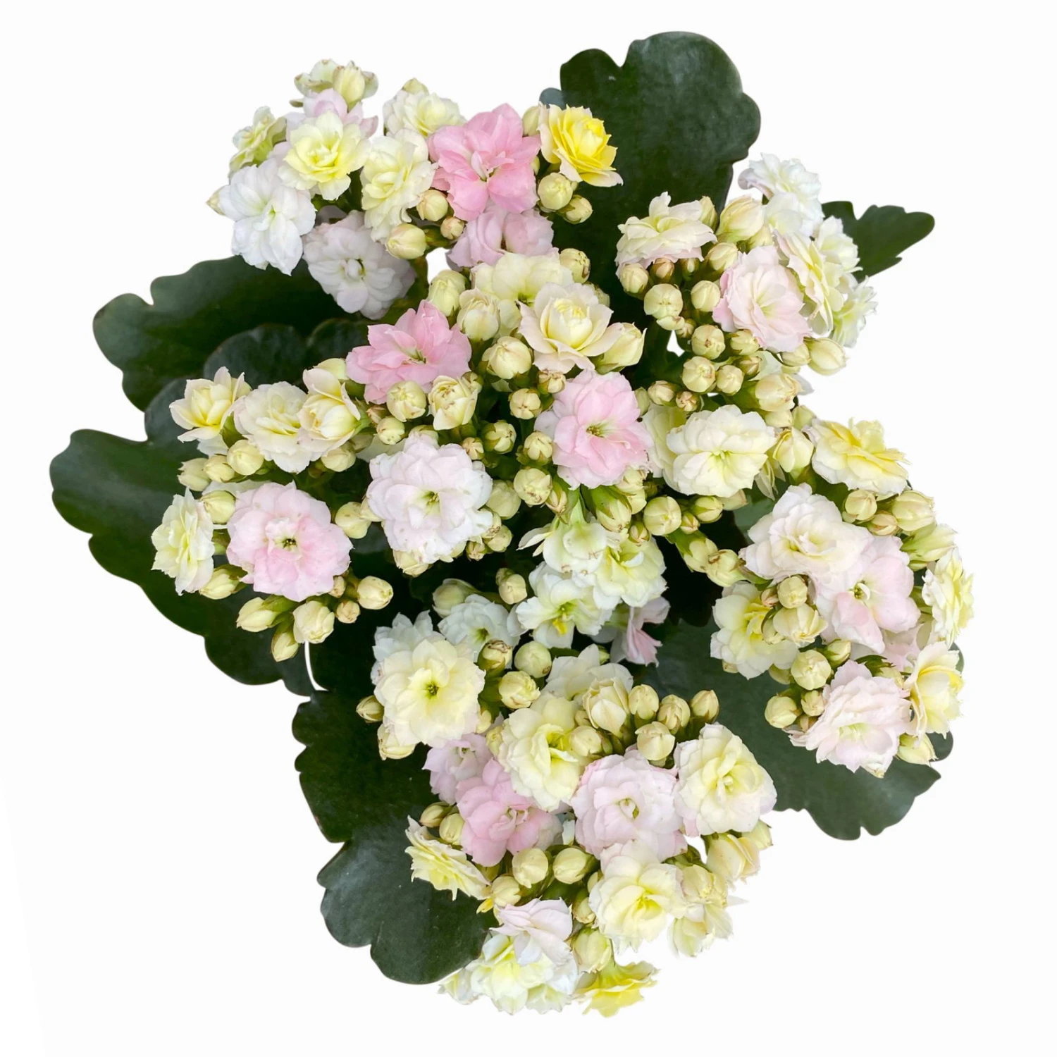 Kalanchoe 'Mozaic', Wechselfarbig, Topf-Ø 12 Cm, Höhe Ca. 22 Cm, 6er-Set 7 Kalanchoe 'Mozaic', Wechselfarbig, Topf-Ø 12 Cm, Höhe Ca. 22 Cm, 6er-Set – Bild 5