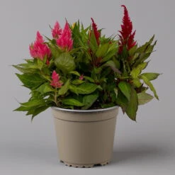 Celosia 'Kelos Fire Karneval' Orange-gelb-rot, Topf-Ø 20 Cm 10 Celosia 'Kelos Fire Karneval' Orange-gelb-rot, Topf-Ø 20 Cm -Gartenbedarf Geschäft 0610240048 Celosia Kelos Fire T20 Karneval H35 1 125437