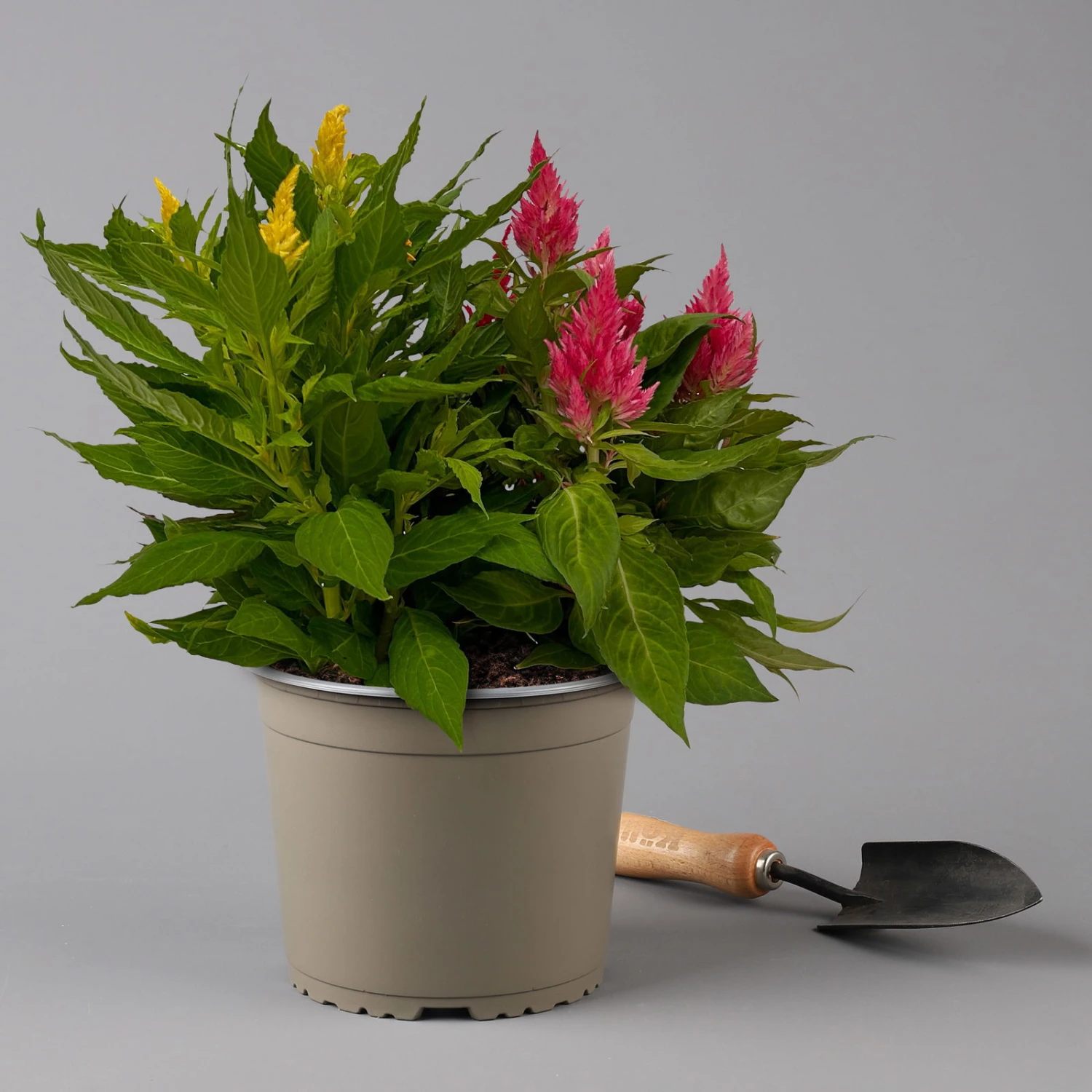 Celosia 'Kelos Fire Karneval' Orange-gelb-rot, Topf-Ø 20 Cm 3 Celosia 'Kelos Fire Karneval' Orange-gelb-rot, Topf-Ø 20 Cm