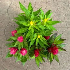 Celosia 'Kelos Fire Karneval' Orange-gelb-rot, Topf-Ø 20 Cm 11 Celosia 'Kelos Fire Karneval' Orange-gelb-rot, Topf-Ø 20 Cm -Gartenbedarf Geschäft 0610240048 Celosia Kelos Fire T20 Karneval H35 10 125400