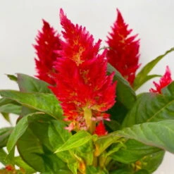 Celosia 'Kelos Fire Red' Rot, Topf-Ø 12 Cm, 6er-Set -Gartenbedarf Geschäft 0610240074 Celosia argentea T12 6er Set rot Kelos Fire Red 4 113293