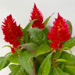 Celosia 'Kelos Fire Red' Rot, Topf-Ø 12 Cm, 6er-Set -Gartenbedarf Geschäft 0610240074 Celosia argentea T12 6er Set rot Kelos Fire Red 5 113294