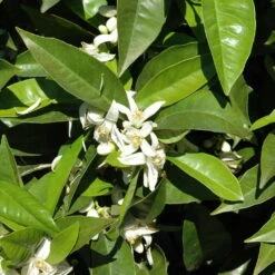 Orangenbaum, Stamm, Topf-Ø Ca. 24 Cm, Höhe Ca. 140 Cm 15 Orangenbaum, Stamm, Topf-Ø Ca. 24 Cm, Höhe Ca. 140 Cm -Gartenbedarf Geschäft 0630100030 KB Citrus sinensis Stamm T33 1 88065