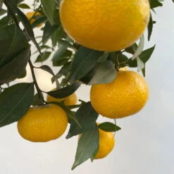 Mandarinenbaum, Stamm, Topf-Ø Ca. 33 Cm, Höhe Ca. 150 Cm -Gartenbedarf Geschäft 0630100057 KB Citrus reticulata Stamm T33 12 104203