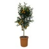 Mandarinenbaum, Stamm, Topf-Ø Ca. 33 Cm, Höhe Ca. 150 Cm -Gartenbedarf Geschäft 0630100057 KB Citrus reticulata Stamm T33 13 104311