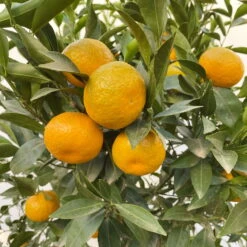 Mandarinenbaum, Stamm, Topf-Ø Ca. 33 Cm, Höhe Ca. 150 Cm -Gartenbedarf Geschäft 0630100057 KB Citrus reticulata Stamm T33 19 104202