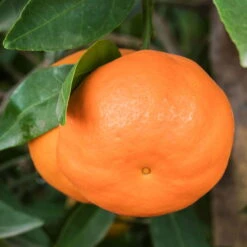 Mandarinenbaum, Stamm, Topf-Ø Ca. 33 Cm, Höhe Ca. 150 Cm -Gartenbedarf Geschäft 0630100057 KB Citrus reticulata Stamm T33 1 88067