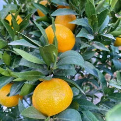 Mandarinenbaum, Stamm, Topf-Ø Ca. 33 Cm, Höhe Ca. 150 Cm -Gartenbedarf Geschäft 0630100057 KB Citrus reticulata Stamm T33 21 104201