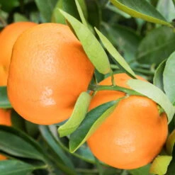 Mandarinenbaum, Stamm, Topf-Ø Ca. 33 Cm, Höhe Ca. 150 Cm -Gartenbedarf Geschäft 0630100057 KB Citrus reticulata Stamm T33 2 88066