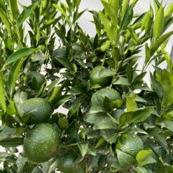 Mandarinenbaum, Stamm, Topf-Ø Ca. 33 Cm, Höhe Ca. 150 Cm -Gartenbedarf Geschäft 0630100057 KB Citrus reticulata Stamm T33 4 104204