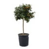 Kumquatbaum, Stamm, Topf-Ø 33 Cm, Höhe Ca. 160 Cm -Gartenbedarf Geschäft 0630100530 KB Citrus fort marg Stamm T33 Kumquat 1 91056