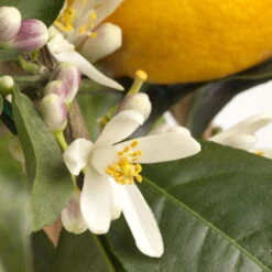 Meyers Zitrone, Stamm,Topf-Ø 20 Cm, Höhe Ca. 60 Cm 7 Meyers Zitrone, Stamm,Topf-Ø 20 Cm, Höhe Ca. 60 Cm -Gartenbedarf Geschäft 0630100733 KB Citrus limon Stamm T15 H40 Meyeri farbiger Topf WS 2 98121