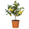 Zitronenbaum, Stamm, Topf-Ø 20 Cm, Höhe Ca. 60 Cm -Gartenbedarf Geschäft 0630200001 Citrus limon Stamm T20 H60 im farbigem Topf 78562