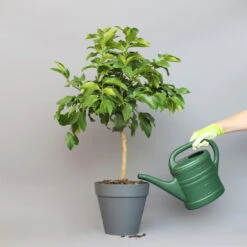 Bergamotte 'Bergamia', Stamm, Topf-Ø 20 Cm, Höhe Ca. 60 Cm -Gartenbedarf Geschäft 0630200007 Citrus limon Stamm T20 Bergamia 2 97290